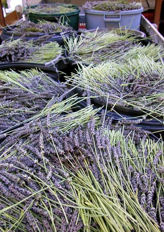 Organically Grown Lavender From Our Own Fields