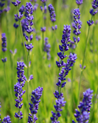 angustifolia english lavender plant