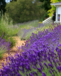 blooming organic lavender at pelindaba lavender farm