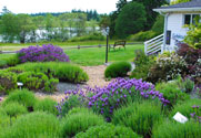 Lavender Gardens at Pelindaba Lavender Farm