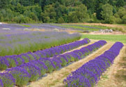 Blooming Lavender at Pelindaba Lavender Farm