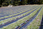 first lavender field at Pelindaba Lavender Farm