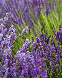 intermedia fresh lavender plant