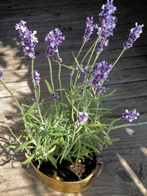 cooking with lavender plants