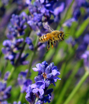 blooming organic lavender at pelindaba lavender farm with honey bees