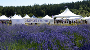 Lavender Festival at Pelindaba Lavender Farm