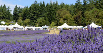 Lavender Festival at Pelindaba Lavender Farm