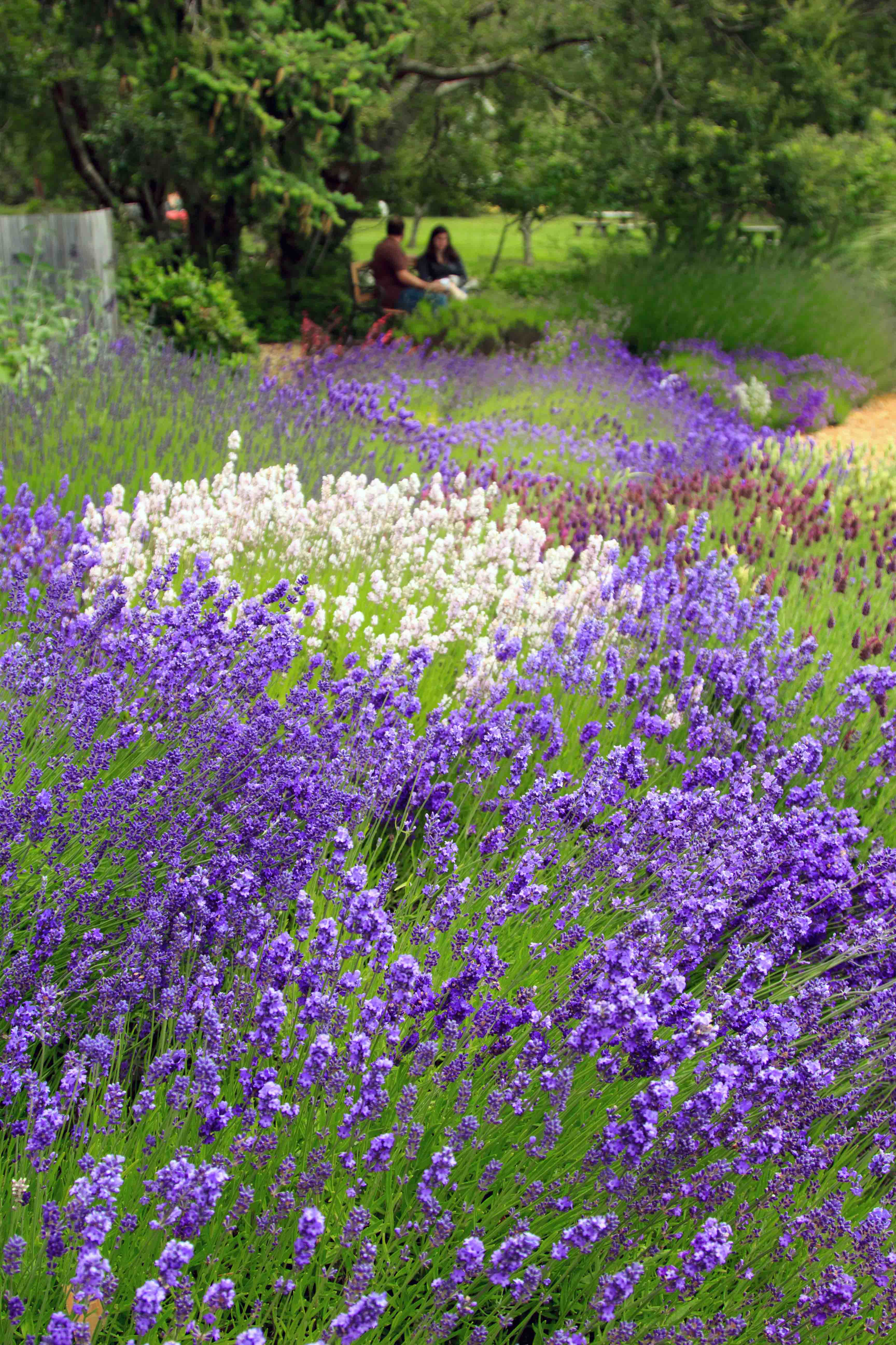 lavender plant varieties