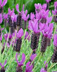stoechas spanish lavender plant